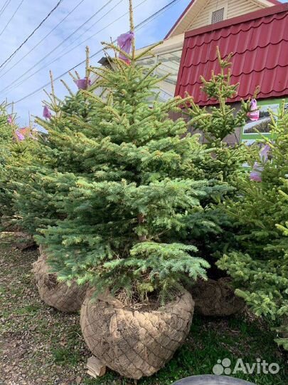 Ель голубая Misty Blue