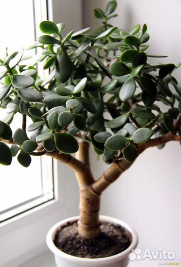 Денежное дерево (толстянка) отростки