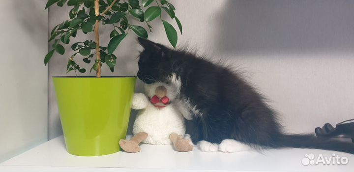 Черный пушистый котенок