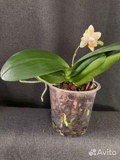 Орхидея Tiny Melissa ароматная