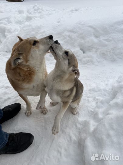 Щенок в добрые руки