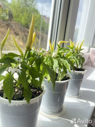 Перец комнатный острый