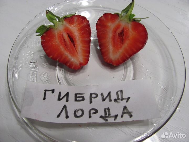 Земляника садовая, клубника-Гибрид Лорда,Пикадилли