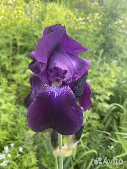 Ирисы бородатые сортовые