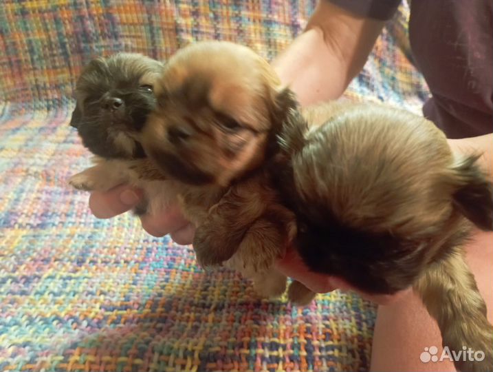 Щенки пекинеса