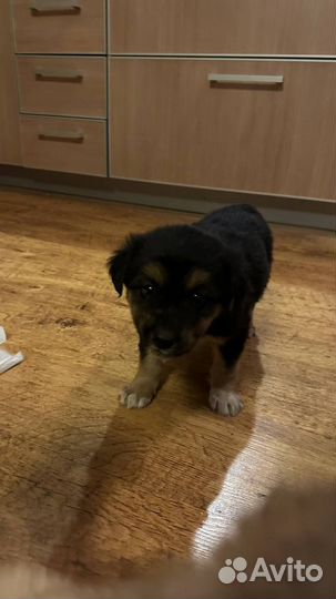 Щенки в добрые руки