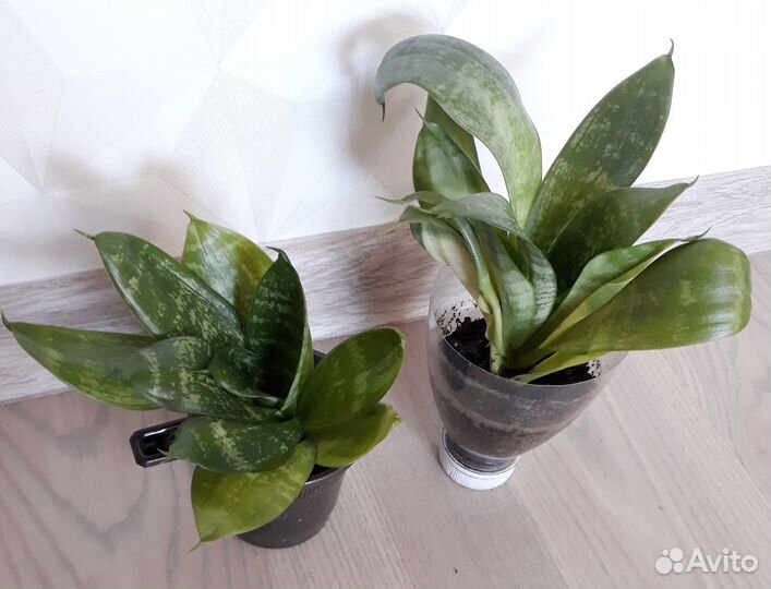 Сансевиерия 