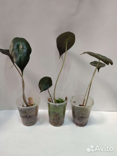 Детки алоказии Pink Dragon, Скат, Блек вельвет