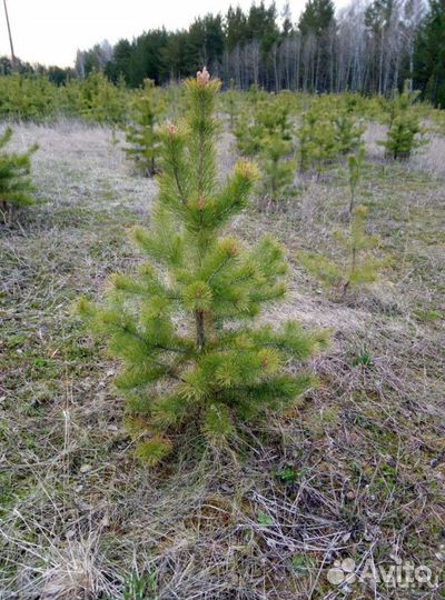 Саженцы сосны обыкновенной