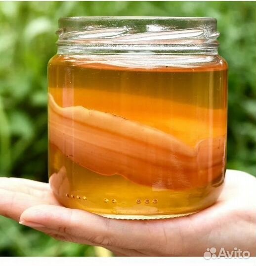 Чайный гриб