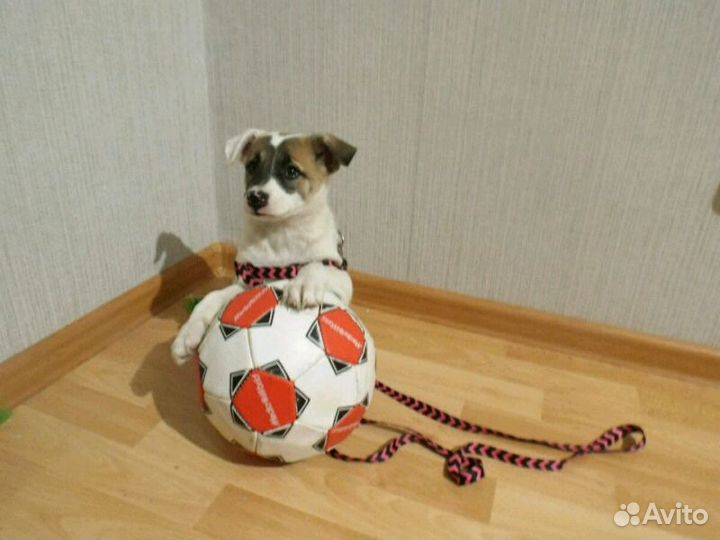 В добрые руки