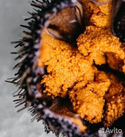 Морские ежи живые В наличии