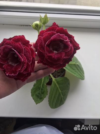 Глоксиния махровая