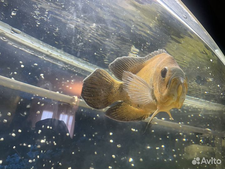 Аквариумные рыбки