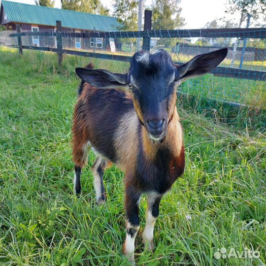 Козел породистый на племя