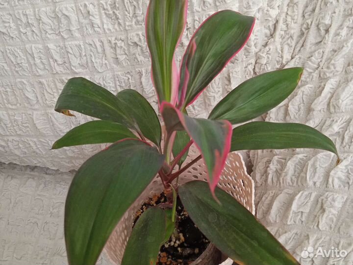 Домашние растения