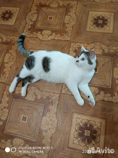 Котик ищет дом