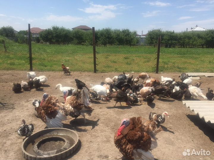 Куры,индюки,гуси,индоутки,домашние