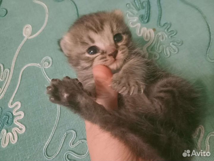 Сибирские котята