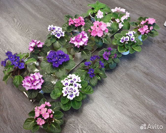 Много фиалок, сенполия, розовая белая фиолетовая