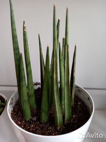 Комнатные цветы