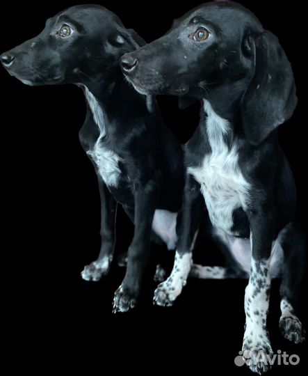 Щенки курцхаара