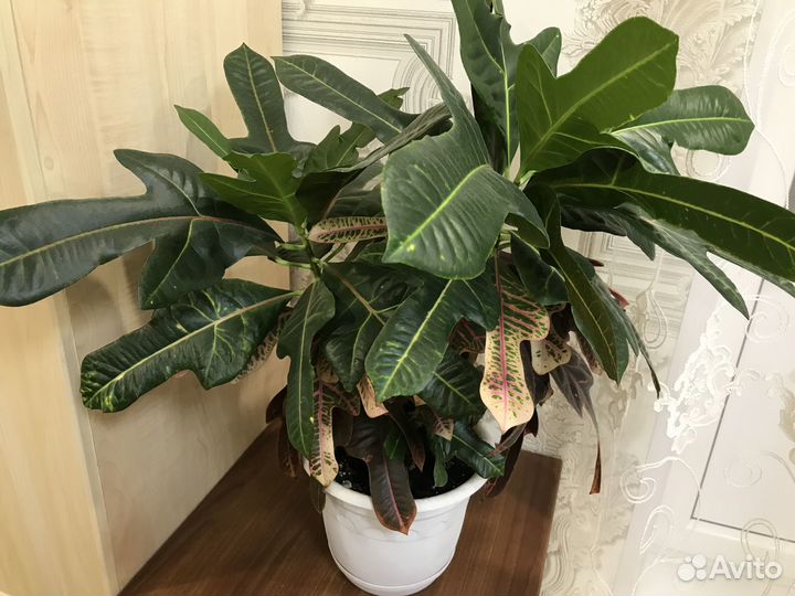 Комнатные цветы кротон