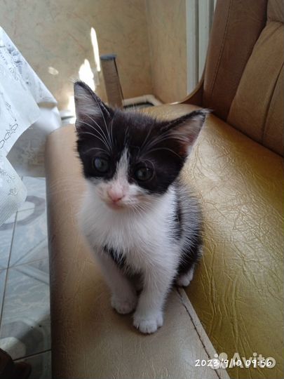Котенок в добрые руки