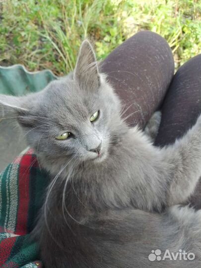 Котики бесплатно в добрые руки
