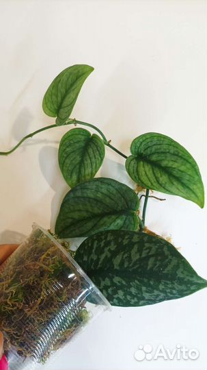 Сциндапсус сорт новый Тайский (без названия)