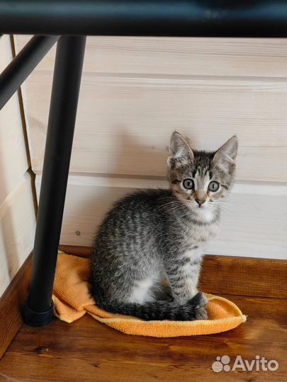 Ласковые и нежные котята