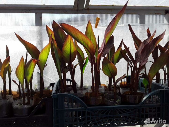 Рассада многолетних цветов