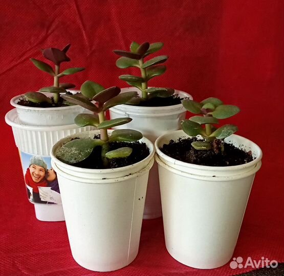 Крассула толстянка