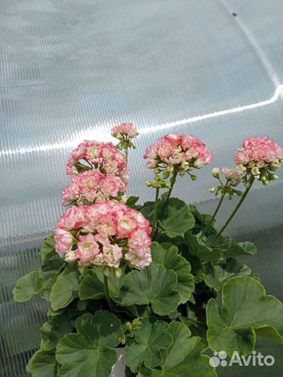 Пеларгония герань