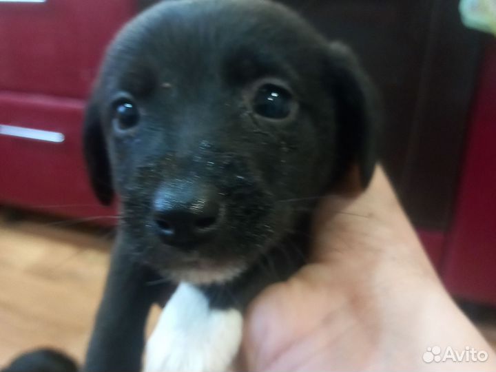 Щенки лабрадора