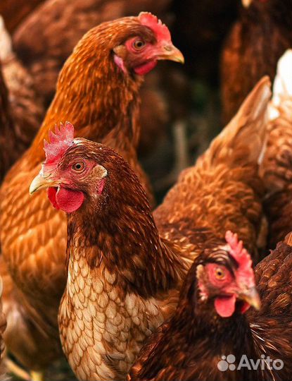 Куры несушки