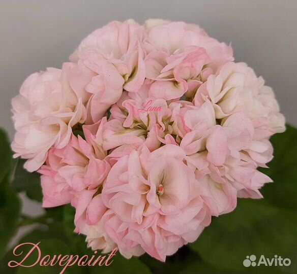 Пеларгония сортовая