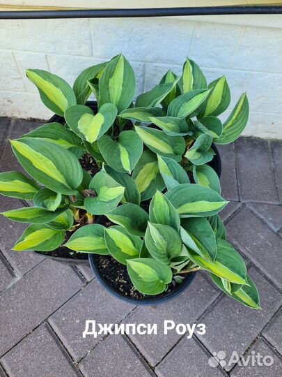 Хоста растение