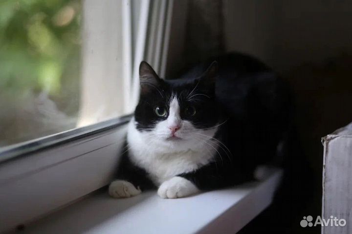 Кошка Стрелка ищет дом
