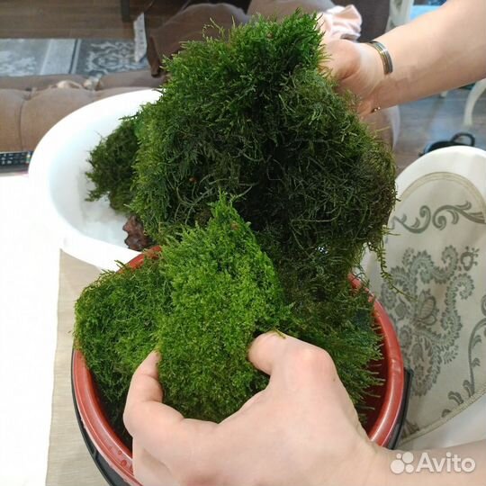 Шишки Ольхи, Лава вулканическая