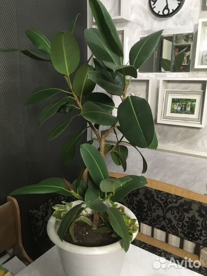 Фикус каучуковый 80 см