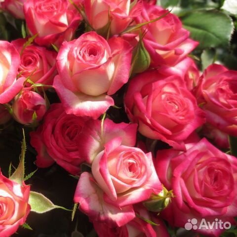 Роза Сафина. Саженцы окс