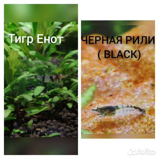 Креветки