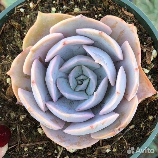 Суккуленты набор 2 Корея