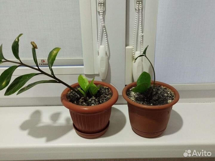 Замиокулькас