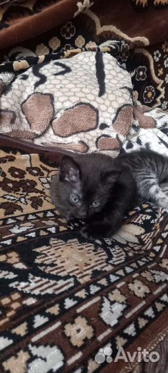 Отдам котят в добрые руки