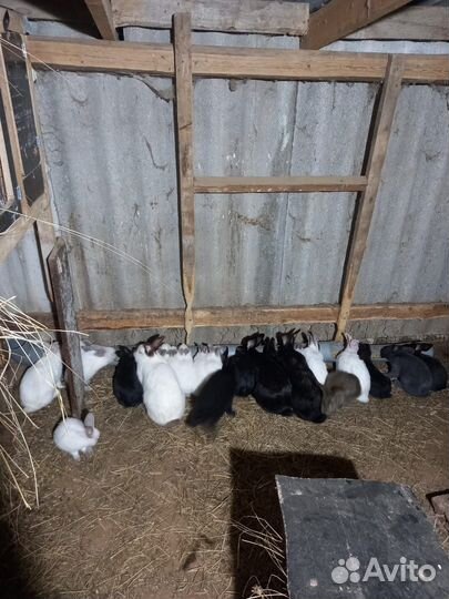 Калифорнийские кролики