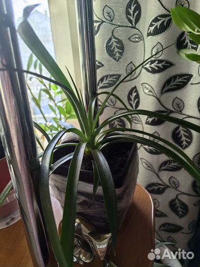 Комнатныей Ананас