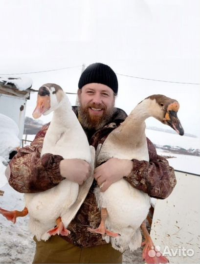 Гусиный жир