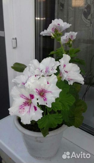 Королевская пеларгония